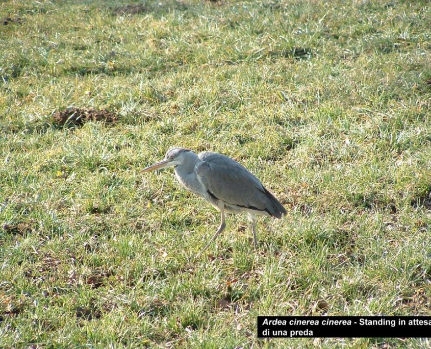 Ardea cinerea (01)