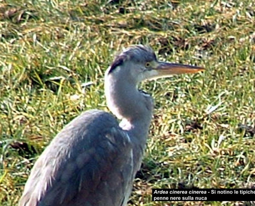 Ardea cinerea (02)