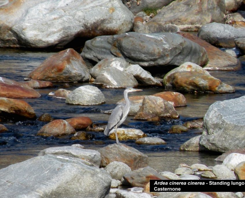 Ardea cinerea (03)