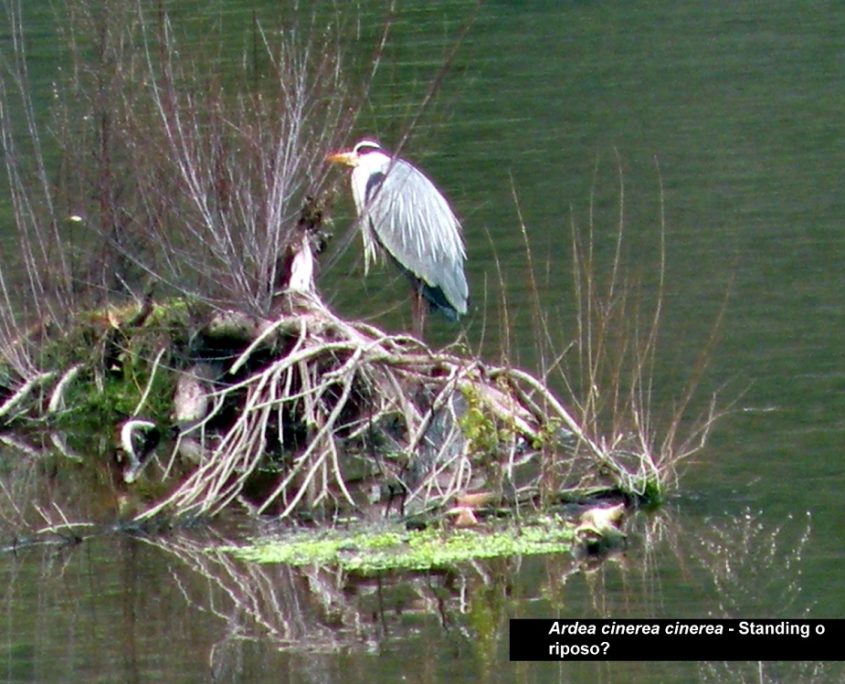 Ardea cinerea (04)